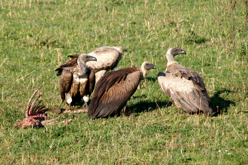 沙特“逮捕”以間諜禿鷹 鱷魚為波多黎各毒販護(hù)院