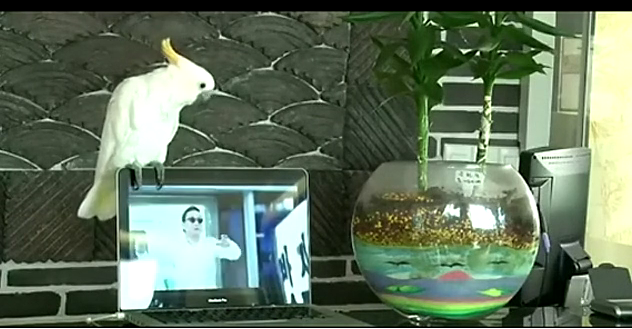 鸚鵡激情高唱《江南style》爆紅網(wǎng)絡 搖頭擺尾節(jié)奏感超強