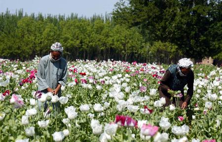 揭秘阿富汗兒童染毒癮內(nèi)情：母親竟喂孩子吃鴉片！