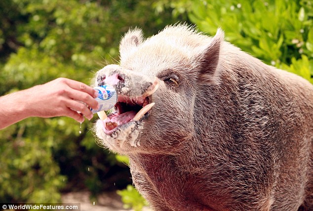 每天吃喝玩樂(lè)是主業(yè)！巴哈馬小豬悠閑生活令人羨