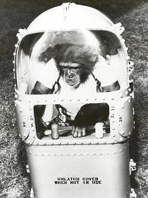 太空先行者:NASA黑猩猩“宇航員”黑白工作照曝光