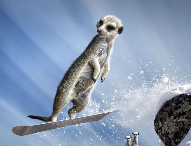 組圖:可愛狐獴大玩極限運(yùn)動(dòng) 賣萌照制成2013年月歷