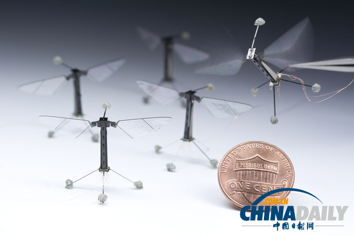 哈佛研制出“昆蟲”飛行機(jī)器人