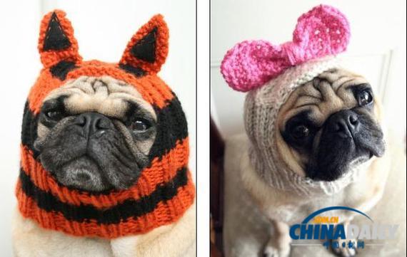 美國女大學(xué)生推出狗狗專用服飾 保暖同時討人憐愛