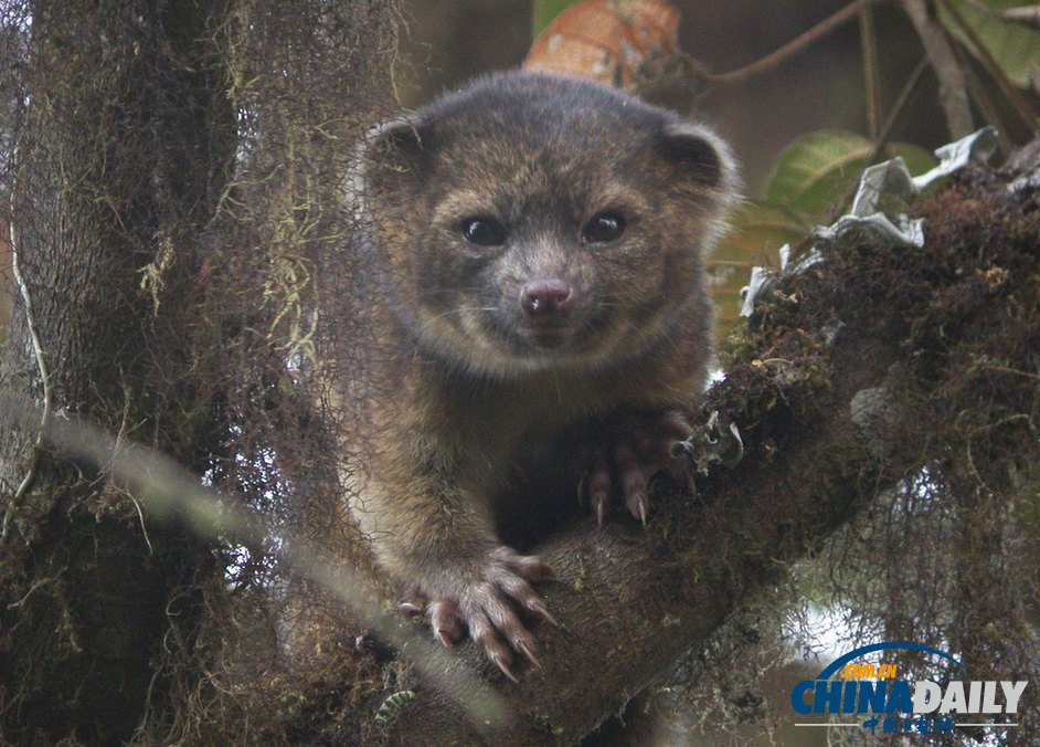 美國科學(xué)家發(fā)現(xiàn)半貓半熊新物種小型犬浣熊(高清組圖)