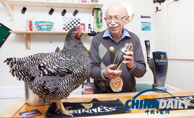 英老年人養(yǎng)雞遣寂寞 送雞上學生活忙