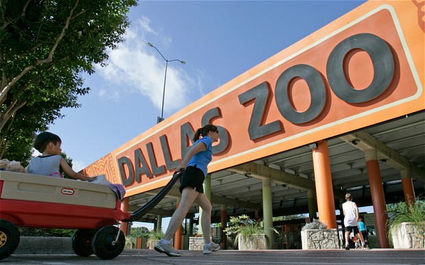 美國動物園上演血腥慘劇:雄獅在游客面前殺死母獅