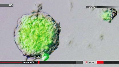 日媒：日本研制出新型萬能細(xì)胞“STAP細(xì)胞”