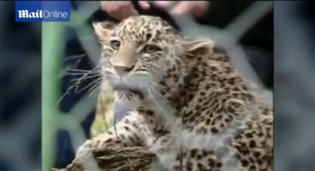 普京現(xiàn)身索契 與勇猛波斯豹幼崽玩耍