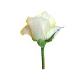 玫瑰花的學問（情人節(jié)系列）