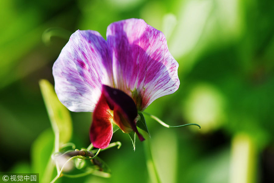 踏青季：春天盛開的9種鮮花 哪一種最美？（組圖）