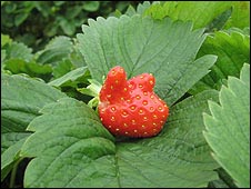 Pick Your Own 自摘農(nóng)場(chǎng)