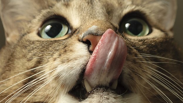 Cat got your tongue? 不吭聲，無(wú)言以對(duì)