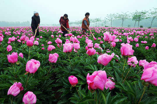 五月，來(lái)亳州看芍花