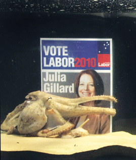 貓咪接班章魚保羅擔任世界杯“官方預言家”