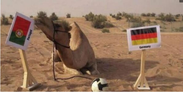 貓咪接班章魚保羅擔任世界杯“官方預言家”