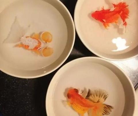 像最強大腦“水哥”這樣的神級人物，要用怎樣的英文詞來形容