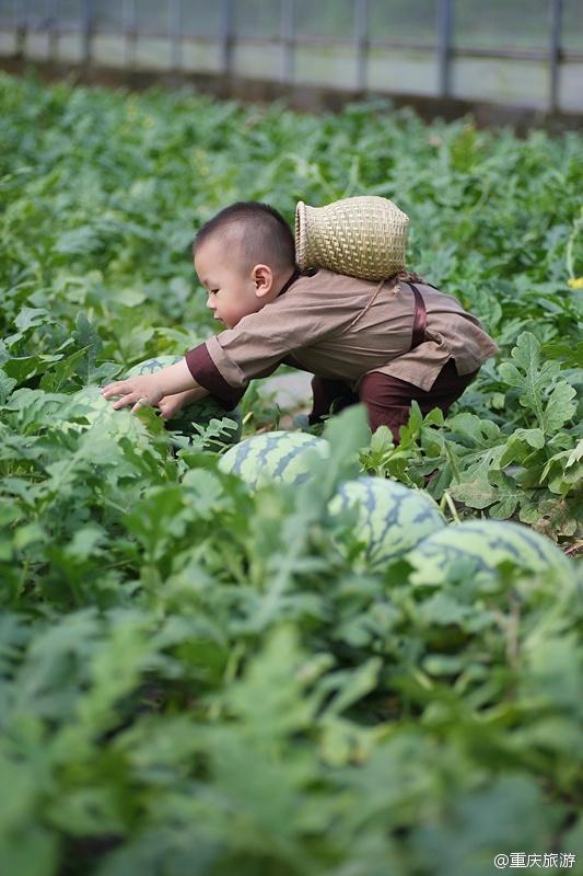 2歲萌娃吆喝自家西瓜 這個(gè)“瓜娃子”要火?。ńM圖）