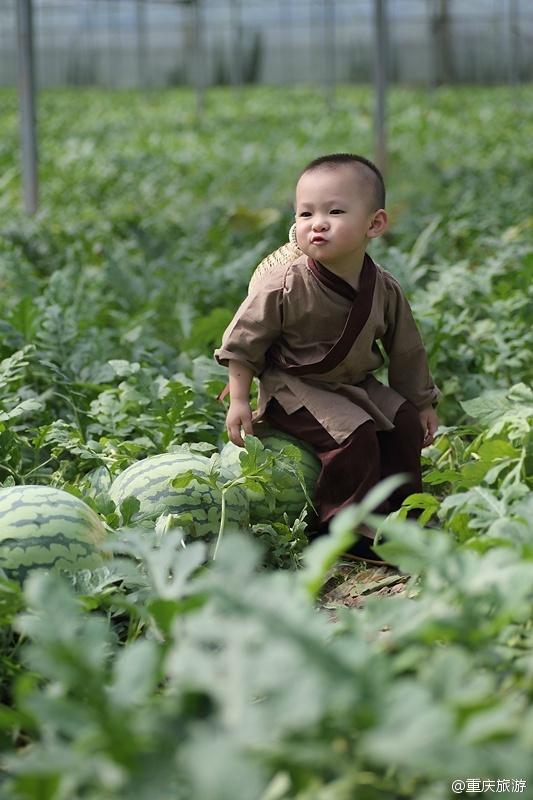 2歲萌娃吆喝自家西瓜 這個(gè)“瓜娃子”要火?。ńM圖）