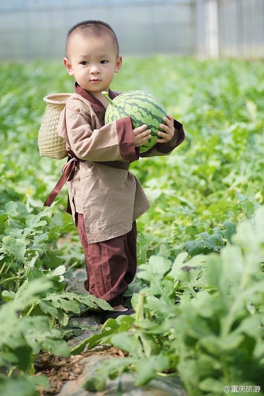2歲萌娃吆喝自家西瓜 這個(gè)“瓜娃子”要火?。ńM圖）