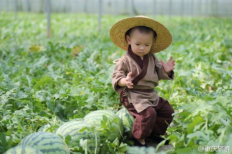 2歲萌娃吆喝自家西瓜 這個(gè)“瓜娃子”要火?。ńM圖）