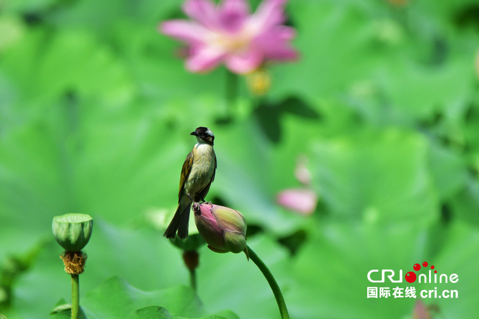 這組圖，能讓你在炎熱的夏季里瞬間清涼起來