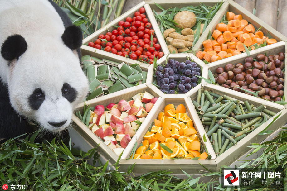 吃得開心！韓國(guó)動(dòng)物園大熊貓?zhí)崆跋硎芄?jié)日大餐（組圖）