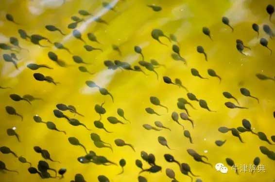 各種動(dòng)物的孩子們用英文怎么稱呼呢？
