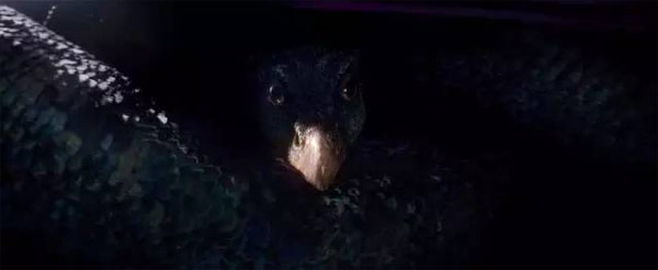 《神奇動物》里都有哪些神奇的動物？