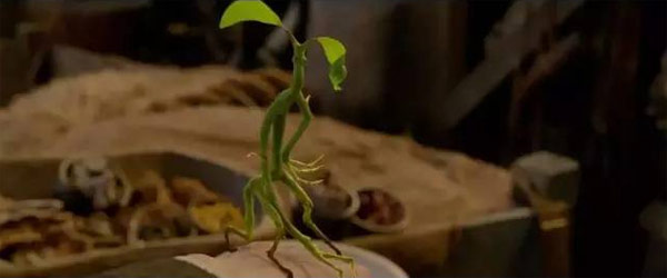 《神奇動物》里都有哪些神奇的動物？