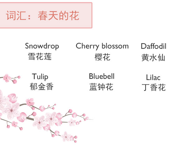 “花語”：和花有關(guān)的英語表達(dá)