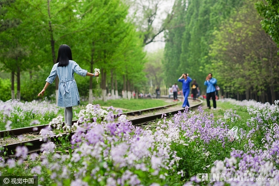 大好春光豈可負？世界各地盡享花海美景（組圖）