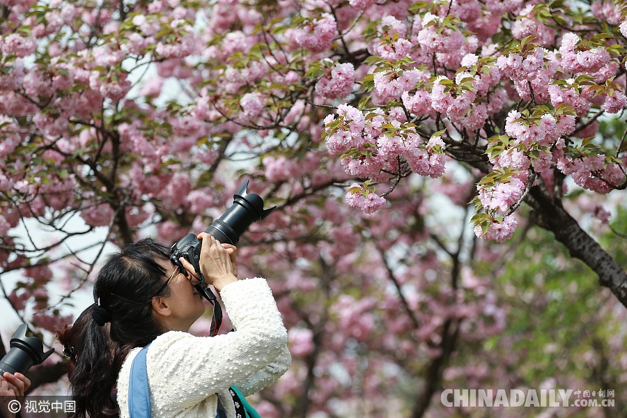 大好春光豈可負(fù)？世界各地盡享花海美景（組圖）