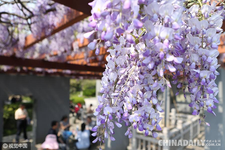大好春光豈可負(fù)？世界各地盡享花海美景（組圖）