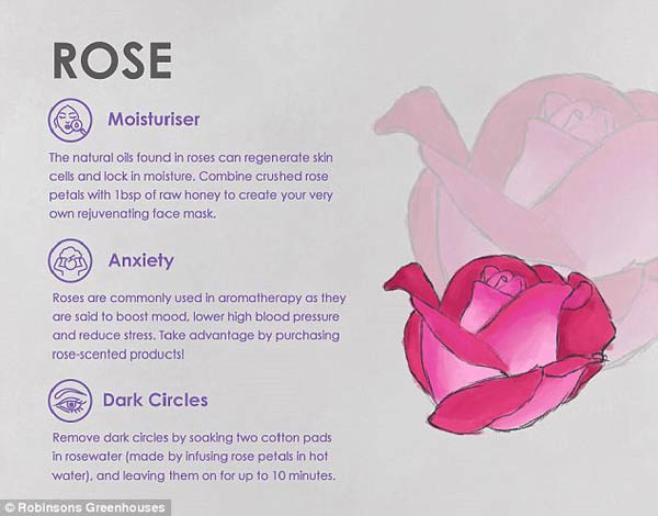 專家揭秘鮮花天然美容法 皺紋、痘痘、黑眼圈全搞定