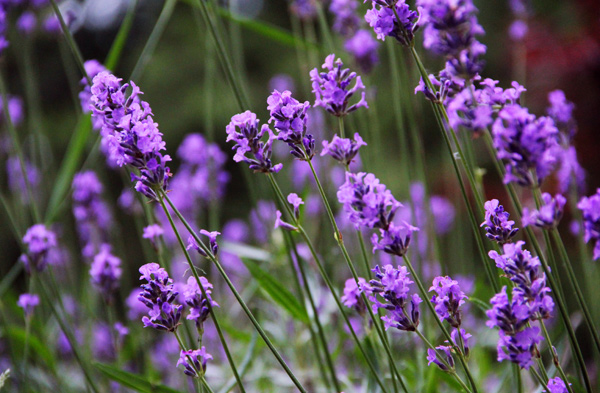 專家揭秘鮮花天然美容法 皺紋、痘痘、黑眼圈全搞定