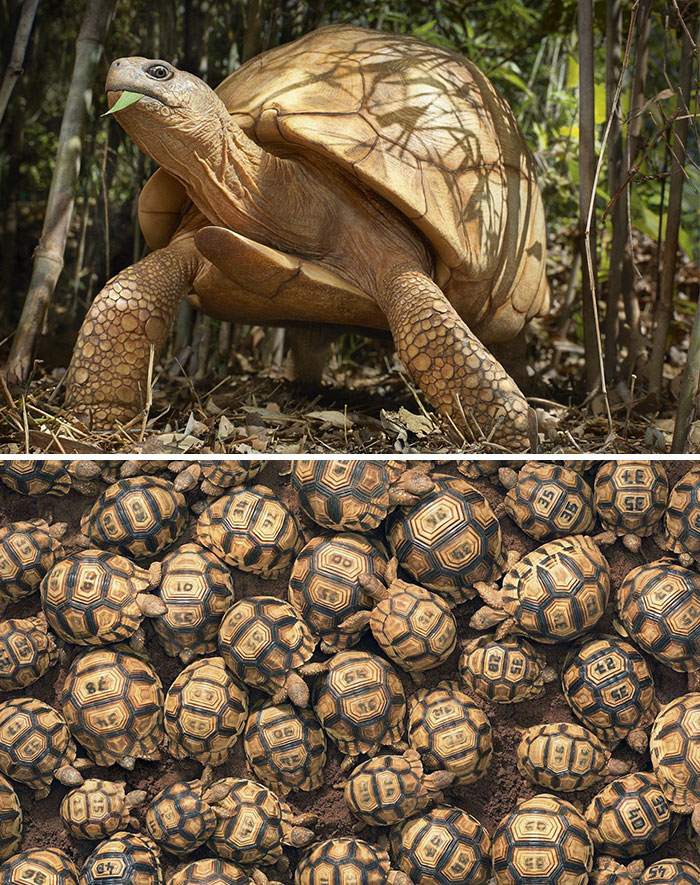 快來看看這些動物 再不看可能就沒機(jī)會了（組圖）