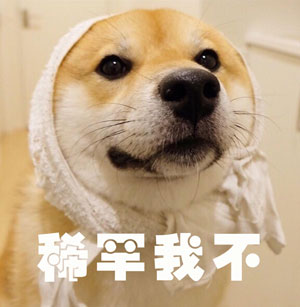 調(diào)查顯示狗奴比貓奴賺得多，你覺得準(zhǔn)嗎？