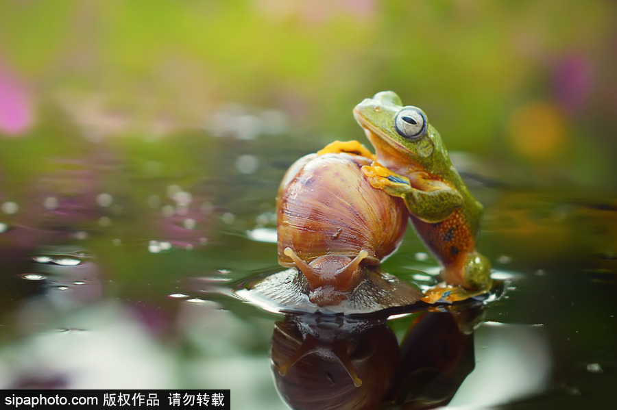 你的“蛙兒子”回來了嗎？盤點動物界佛系蛙日常萌照（組圖）