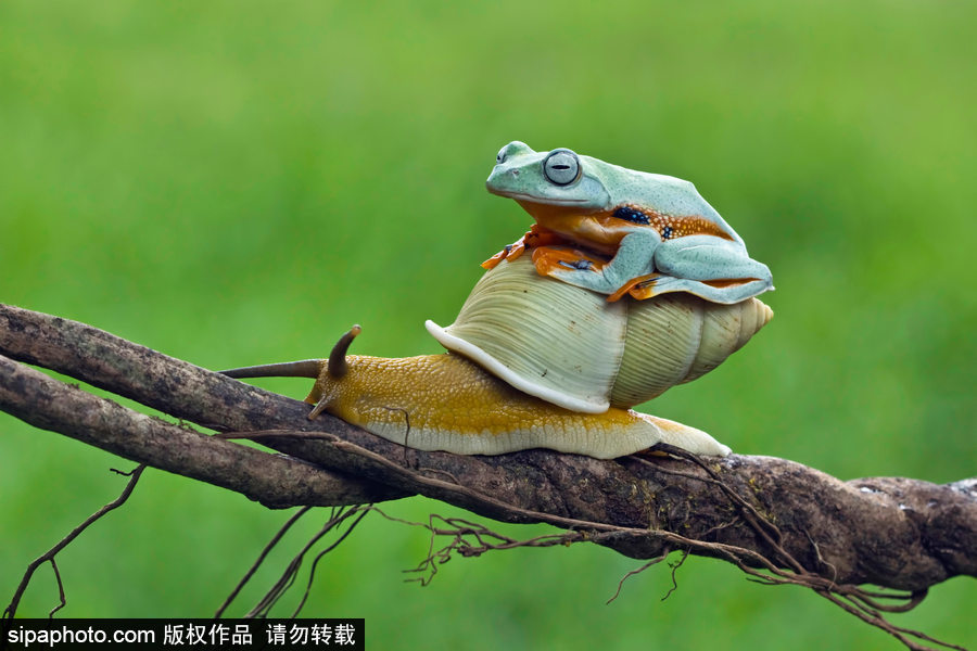 你的“蛙兒子”回來了嗎？盤點動物界佛系蛙日常萌照（組圖）
