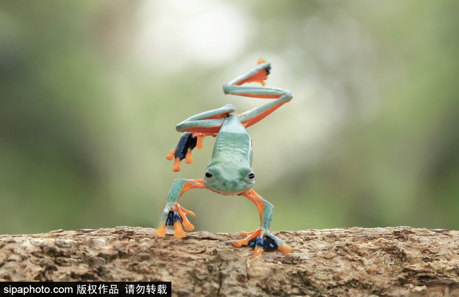 你的“蛙兒子”回來(lái)了嗎？盤點(diǎn)動(dòng)物界佛系蛙日常萌照（組圖）