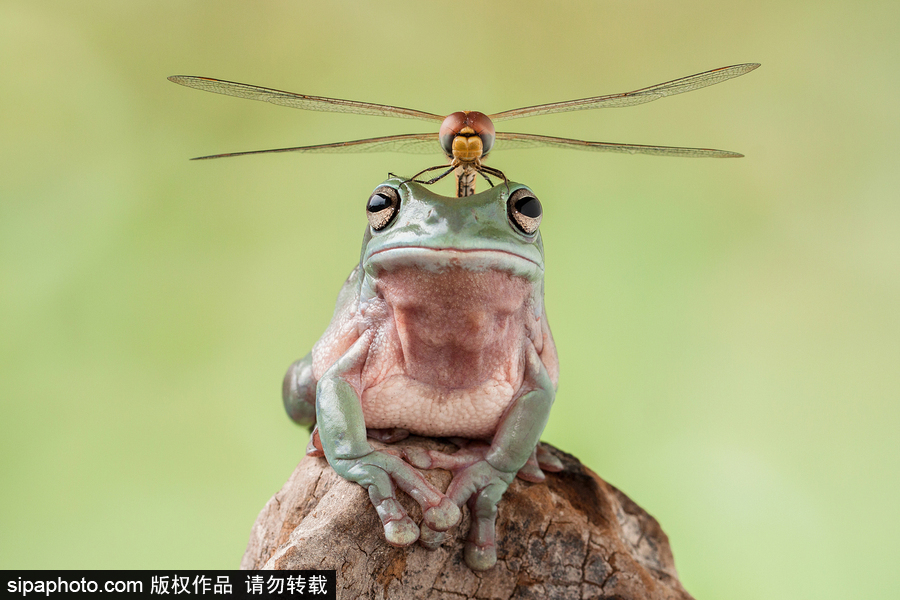 你的“蛙兒子”回來了嗎？盤點動物界佛系蛙日常萌照（組圖）