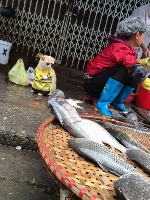來會(huì)會(huì)越南最萌的魚販子（組圖）