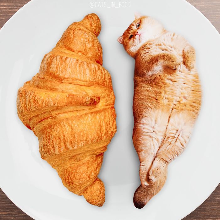 妙趣擋不??！把你最愛的貓P進(jìn)你最愛的美食（組圖）