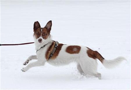 為什么狗狗光腳踏雪不覺冷？