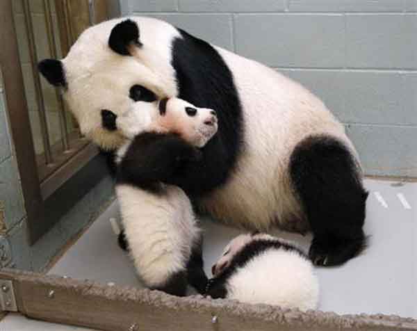 美國動物園3年后發(fā)現(xiàn)搞錯(cuò)熊貓性別