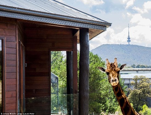旅館？動物園？這是澳大利亞加馬拉野生動物旅館！