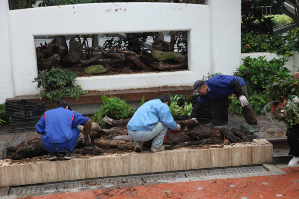 First Shanghai International Orchid Exhibition to open
