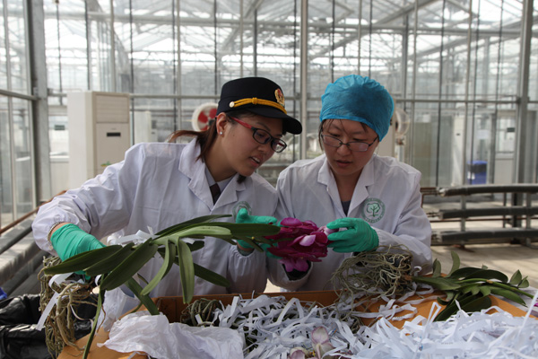 First Shanghai International Orchid Exhibition to open