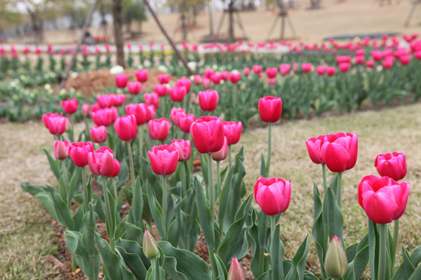 Flowers in full bloom in Chenshan Botanic Garden